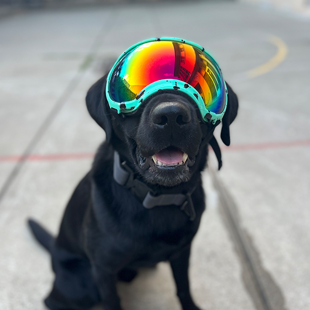 K9 Bosco