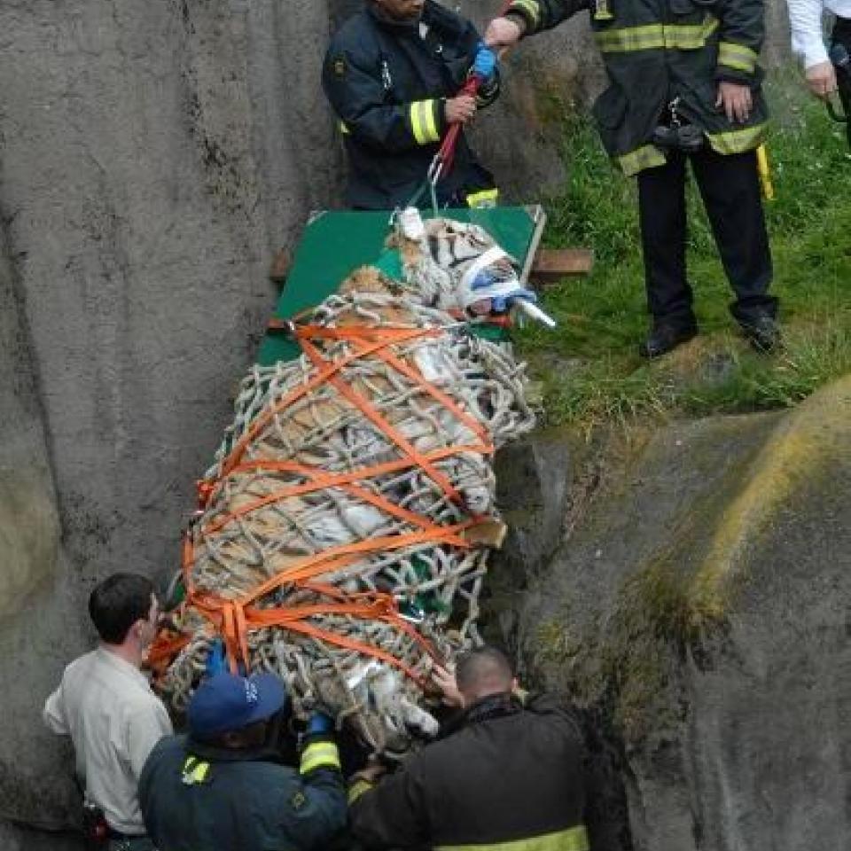 Rescue at the San Francisco Zoo (March 29, 2010):   Tony the Siberian Tiger removed from exhibit moat